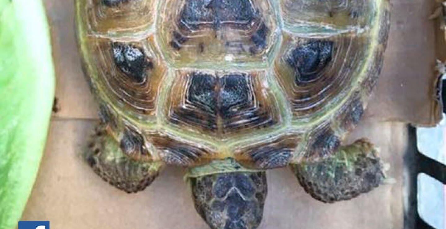 tortuga.jpg