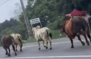 Accidente en la autopista Medellín - Bogotá: camión con reses se volcó y los animales escaparon