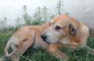 Murió Marco, el perro que esperó por 6 años a que su amo saliera del hospital