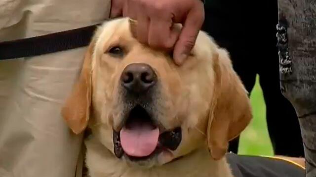 Estos perros serán héroes: así se entrenan en antiexplosivos y antinarcóticos