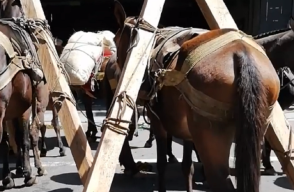 338845_BLU Radio. Denuncian maltrato animal en fiestas de Envigado / Foto: Captura de video