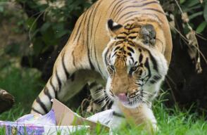 275572_Foto: Zoólogico de Cali