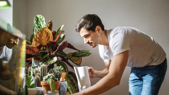 Plantas en el hogar, imagen de referencia Plantas en el hogar, imagen de referencia