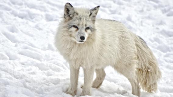 Zorro de Siberia Zorro de Siberia
