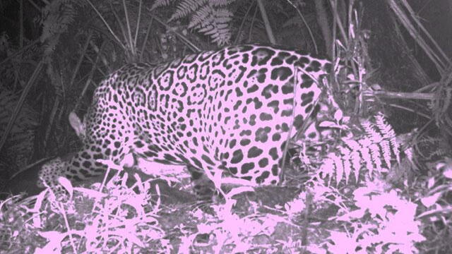 El temor ronda en sur del Cauca por jaguar que se ha comido caballos y novillos