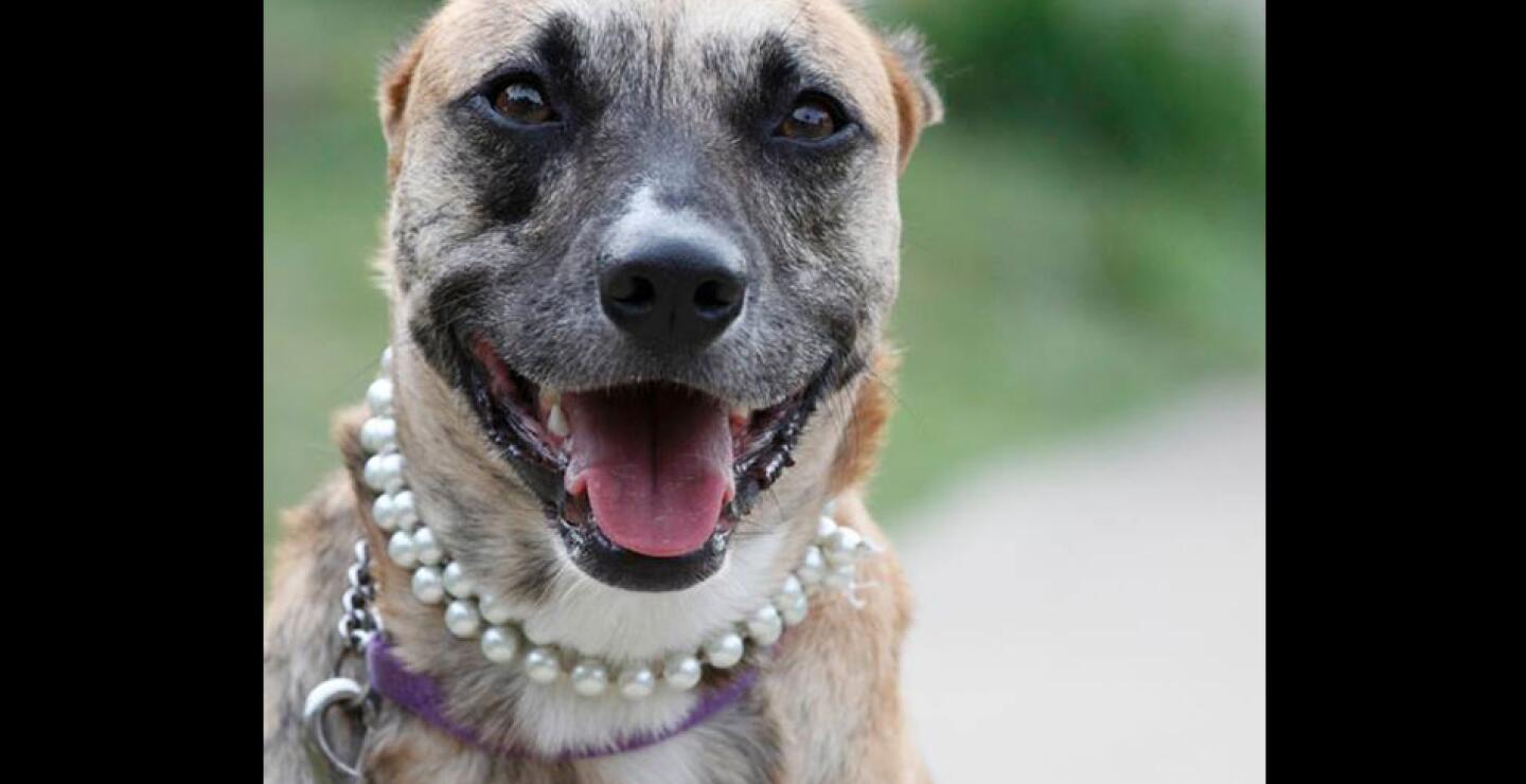 A la nueva normatividad se le conoce en Estados Unidos como la Ley Susie. 