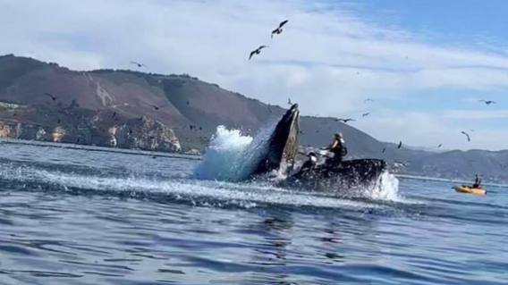 Ballena Ballena