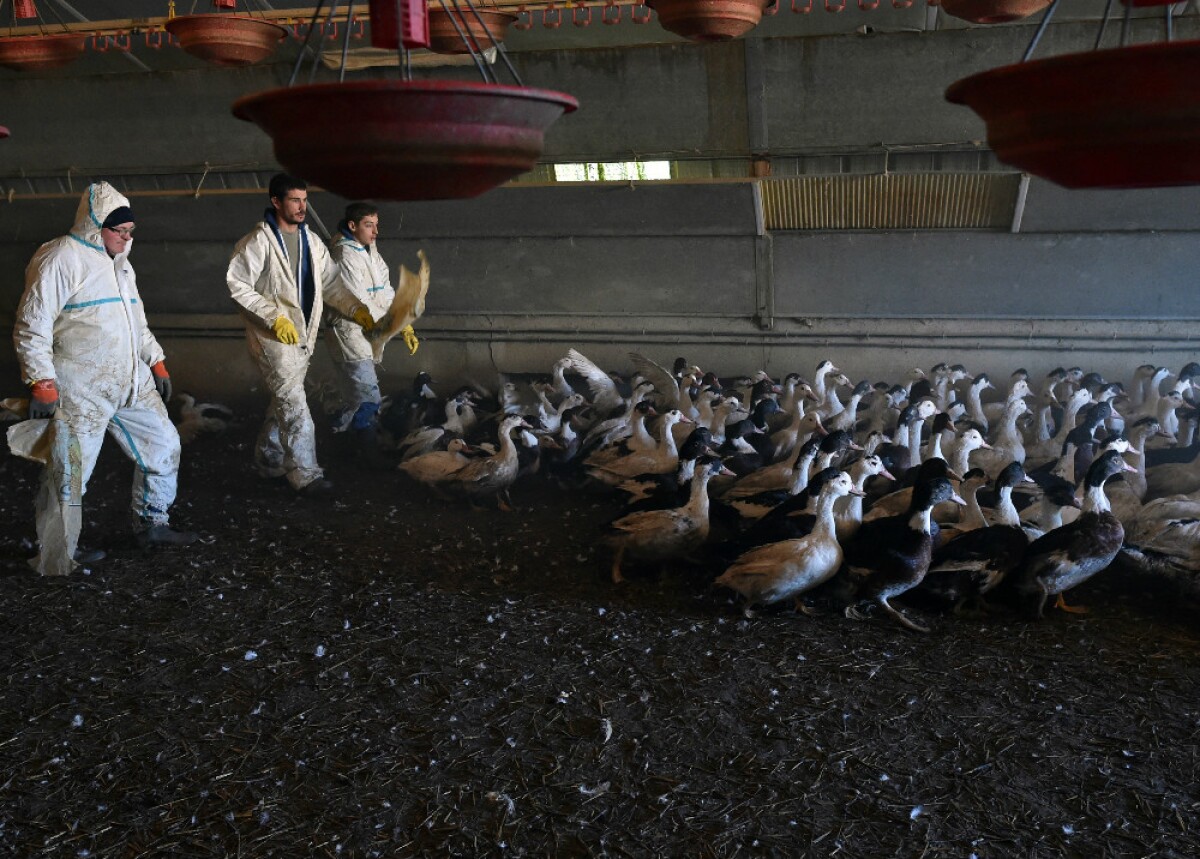277023_Foto: Referencia AFP