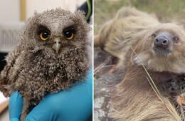 Animales silvestres volvieron a su hábitat en Cundinamarca: loros, perezosos y zarigüeyas