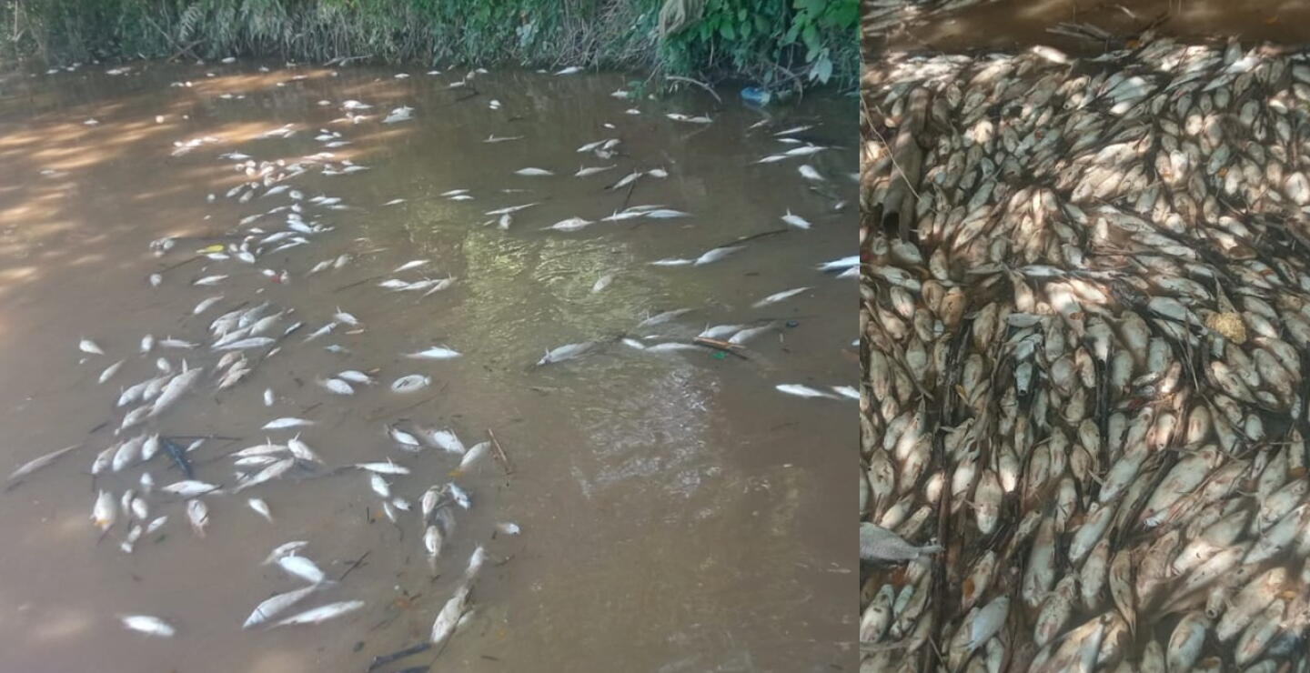 Mortandad de peces en el Río Lebrija.JPG