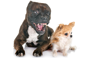 360892_pitbull970.png