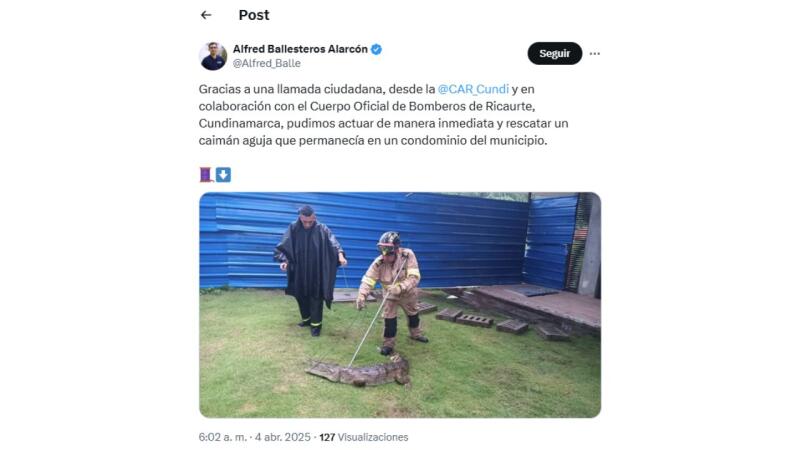 Trino sobre caimán aguja Trino sobre caimán aguja