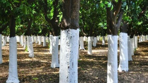 ¿Por qué algunos árboles están pintados de blanco en el tronco? ¿Por qué algunos árboles están pintados de blanco en el tronco?