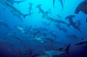 malpelo.jpg