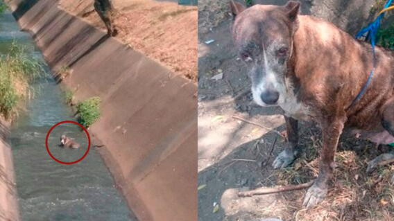 perrita-rescatada.jpg