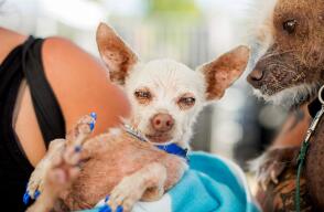 La 27ma edición del concurso se realizó en la feria de Sonoma-Marin en Petaluma, California.
