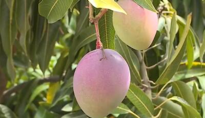 Estados Unidos dio luz verde a exportación de mango colombiano