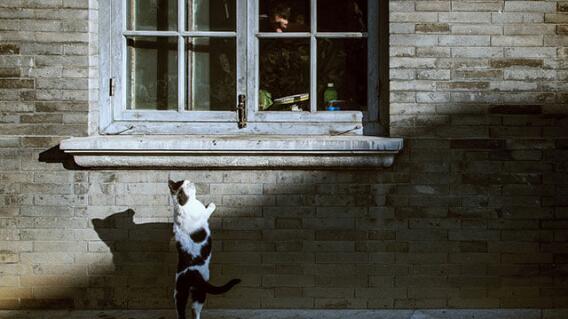 gata_4.jpg gata_4.jpg