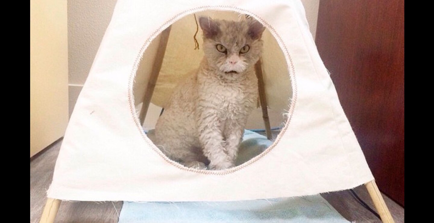 gato8.jpg