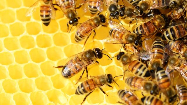 ¿Cuál es la causa de la mortandad de abejas en el departamento de Cesar? ¿Cuál es la causa de la mortandad de abejas en el departamento de Cesar?