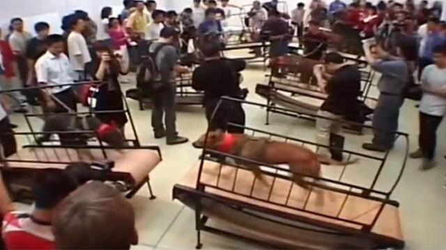 Animalistas le mostraron los dientes al Guggenheim de Nueva York y obligaron a retirar obra