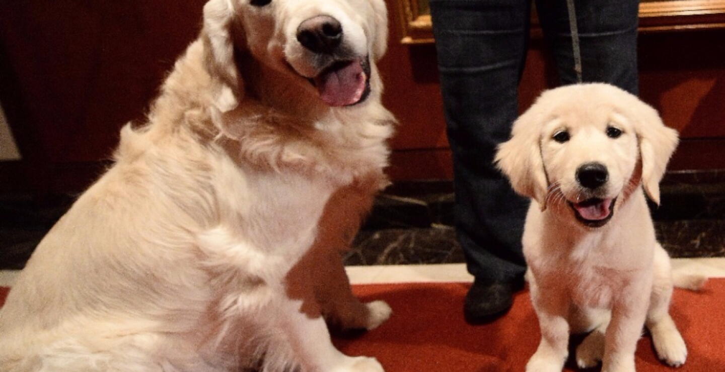 295905_BLU Radio. Perros. Foto: Referencia AFP.