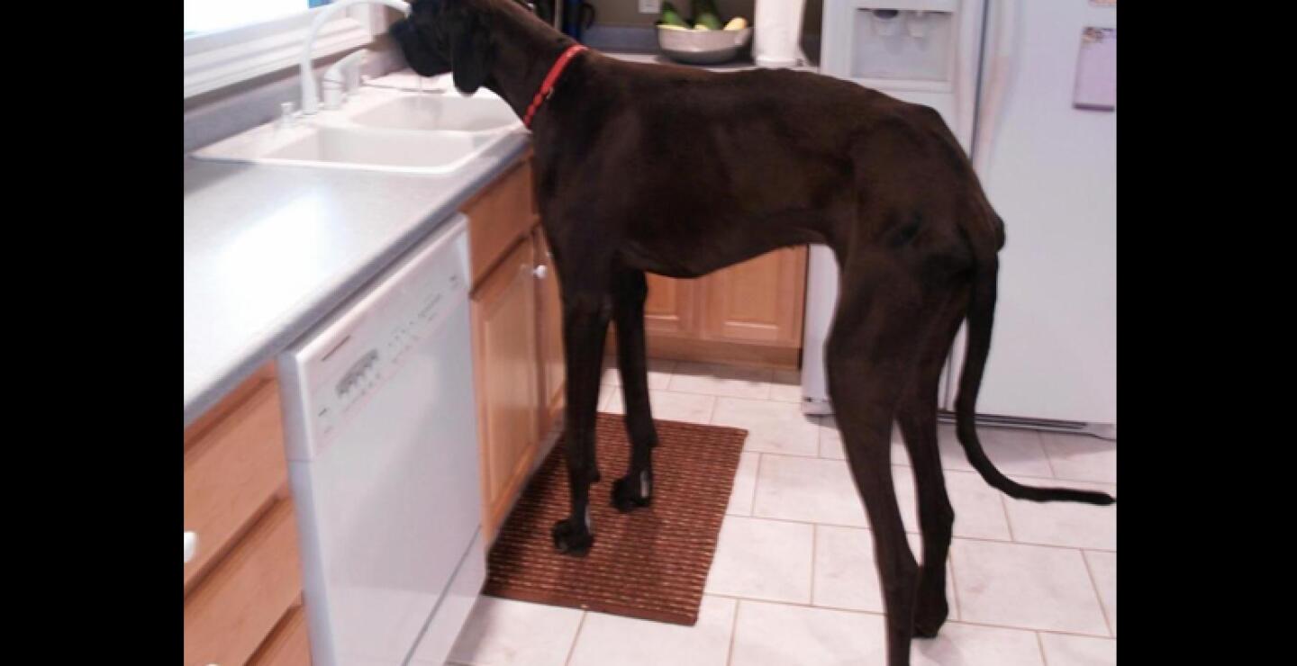 Era una celebridad local en la zona de Kalamazoo, en Michigan, y con frecuencia visitaba escuelas y hospitales como perro de terapia.