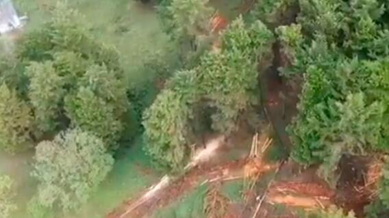 362339_Tala de árboles_Envigado_en cuarentena_bluradio