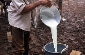 Leche recién sacada de la vaca en una finca lechera. 