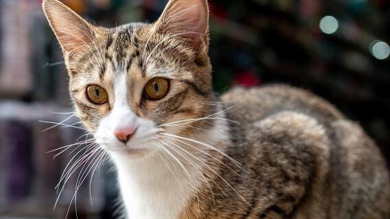 342035_gato.jpg