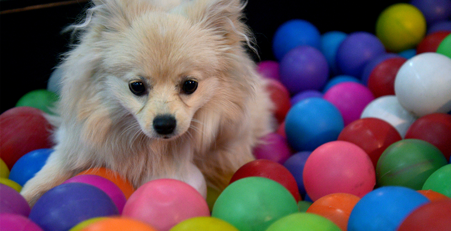 212669_Blu Radio / Perro Foto: Referencia AFP.