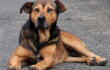 354526_Perro en Colombia / Foto: AFP