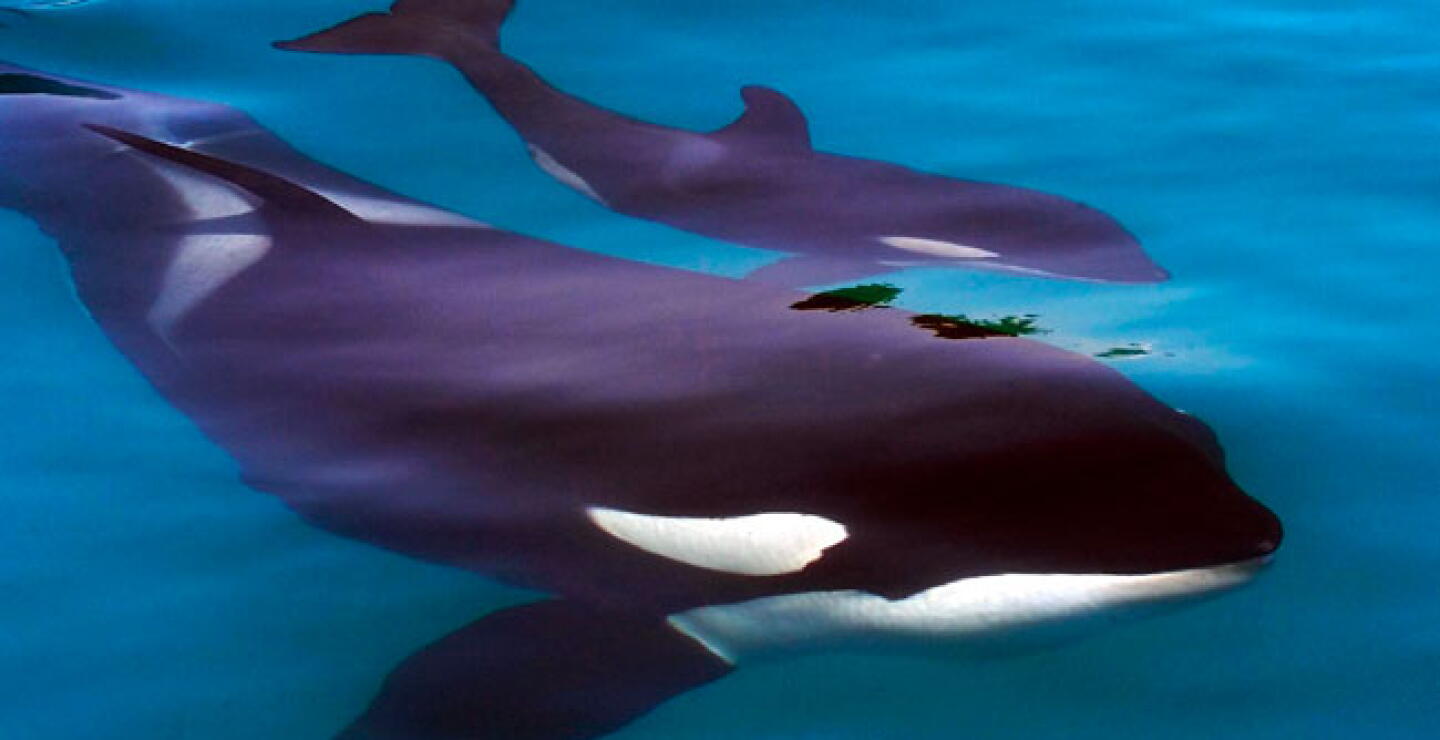 orcas.jpg