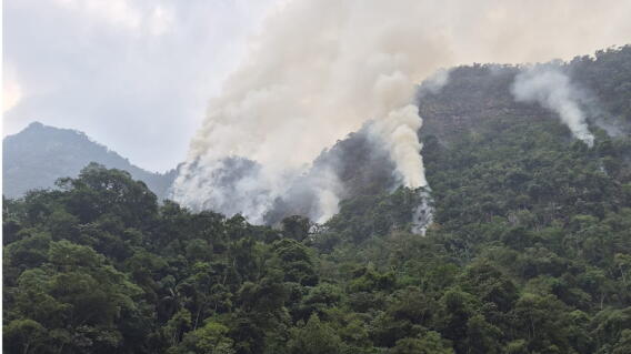 Incendio forestal en el Peñón, Santander compromete, reserva natural de guacamayas donde tienen sus crías .jpg