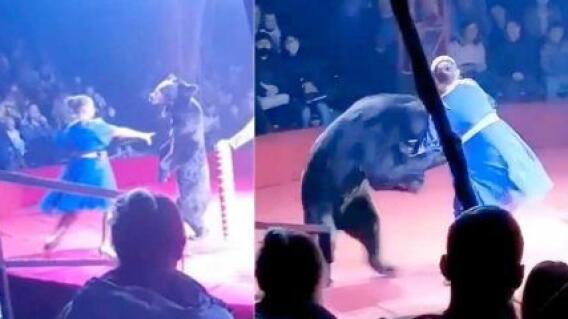 Ataque de oso a mujer embarazada Ataque de oso a mujer embarazada