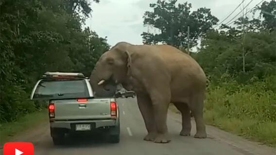 lo-mas-trinado-elefante.jpg lo-mas-trinado-elefante.jpg