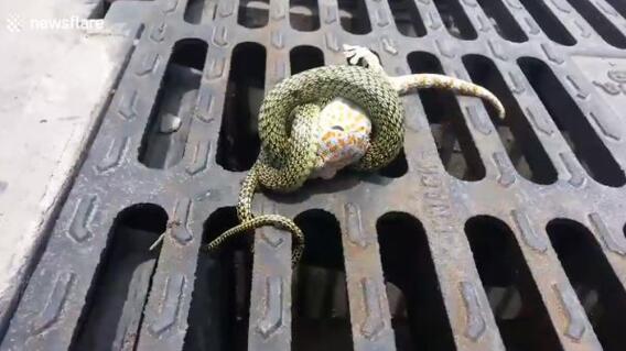 5728_La Kalle - Lagarto logra escapar de una serpiente - Foto: Captura Live Leak 5728_La Kalle - Lagarto logra escapar de una serpiente - Foto: Captura Live Leak