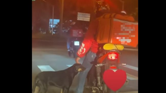 Perrito y domiciliario Perrito y domiciliario