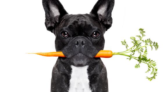 Perro Perro