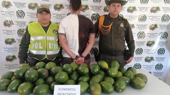352641_BLU Radio. Robo de aguacates en Villanueva, Santander / Foto: Policía 352641_BLU Radio. Robo de aguacates en Villanueva, Santander / Foto: Policía