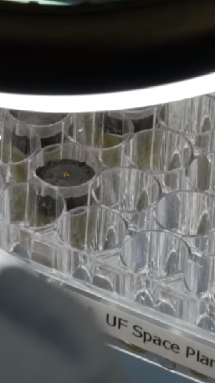 Científicos logran cultivar plantas en suelo lunar
