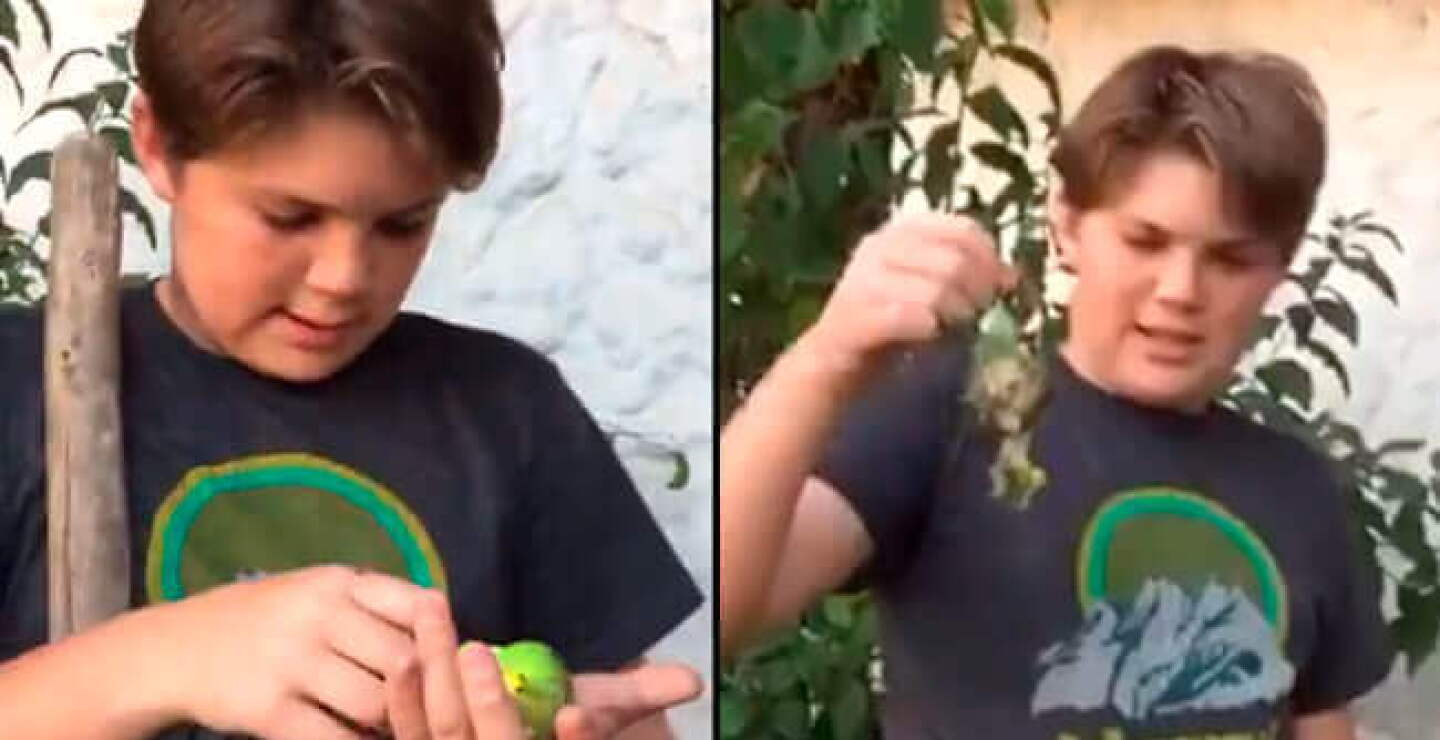 chimuelo.jpg