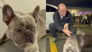 Perro vivió una noche de terror en Bogotá luego de que se robaran carro en el que se encontraba