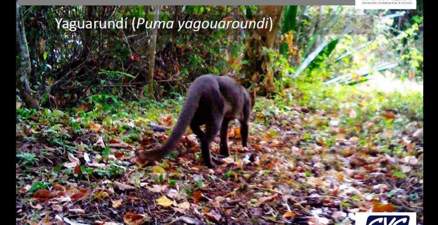 De acuerdo con el registro, en territorio vallecaucano viven jaguares, pumas, jaguarundís, margay, oncillas y ocelotes. Aseguran las entidades ambientales que, por su condición de 'bioindicadores', estos fascinantes animales dan cuenta del buen