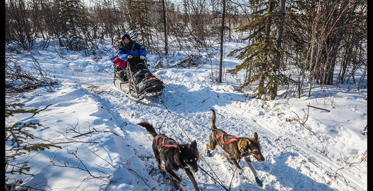 Tras más de cuatro décadas de competencia, la carrera ha visto fallecer a más de 142 perros. 