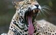 Jaguar.jpg