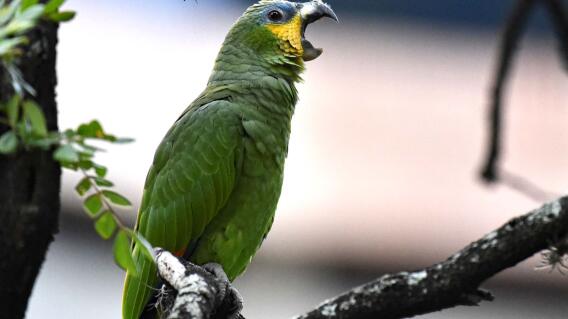 Loro Loro