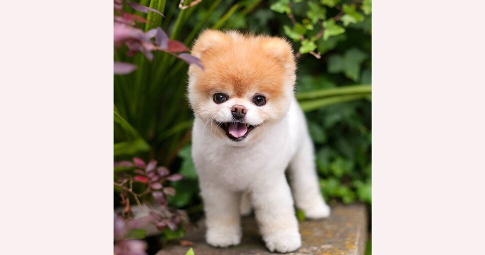 que raza es el perro mas lindo boo