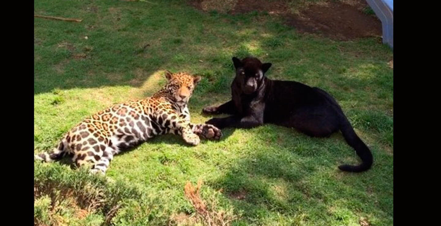 tigre Matzu, leopardo Celis