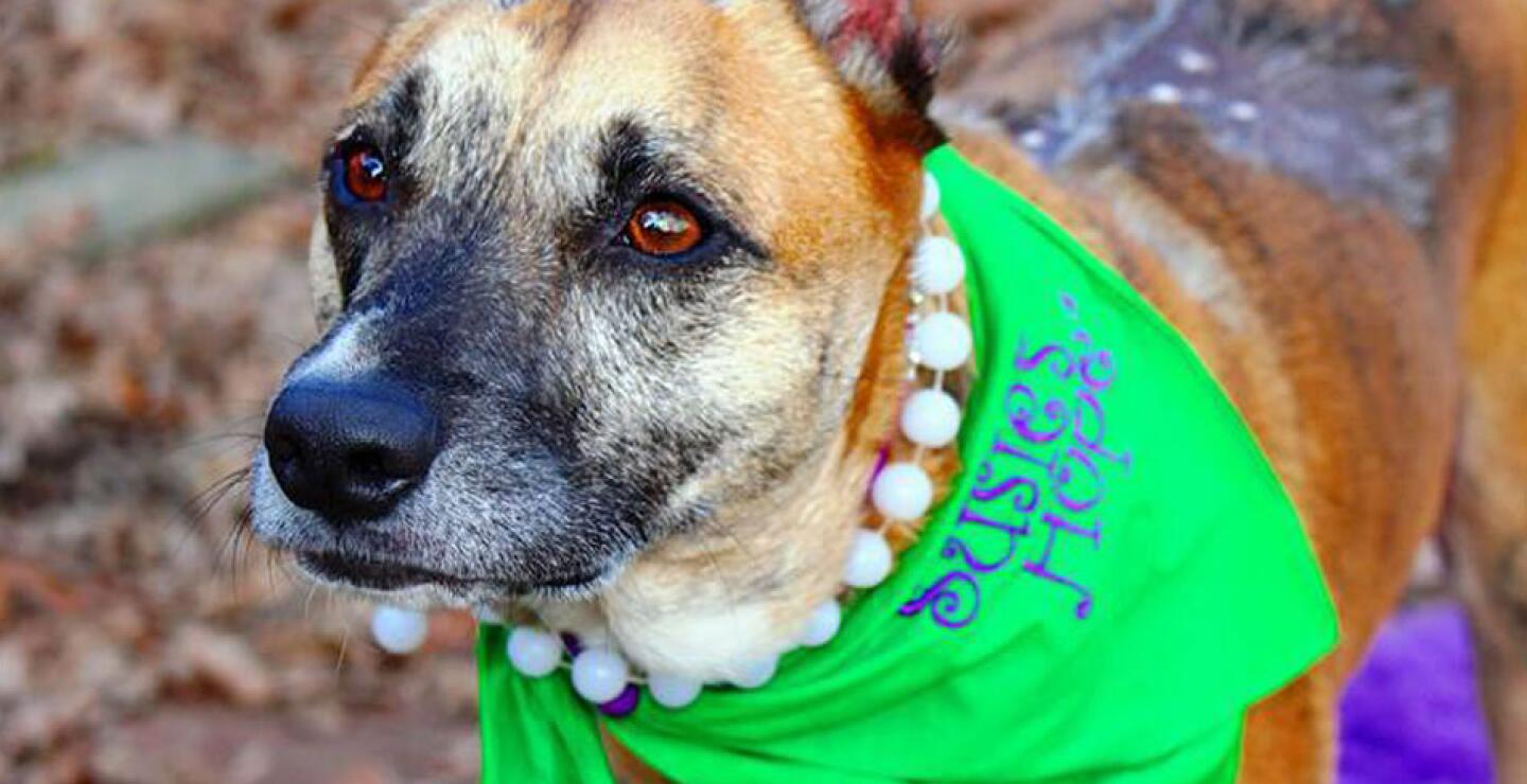 En la disputa se enfrentaron miles de mascotas, de las cuales llegaron a la semifinal 24, 3 por cada una de las 8 categorías. Al final, la vencedora fue Susie. 